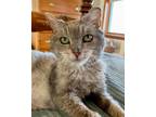 Adopt Dusty Rose a Domestic Short Hair