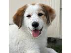 Adopt HARPER a Great Pyrenees