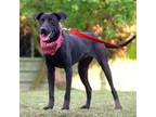 Adopt Dolly a Black Labrador Retriever, Mixed Breed