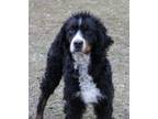 Adopt Wool a Bernese Mountain Dog, Poodle