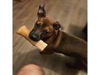 Penny/brenda, Terrier (unknown Type, Medium) For Adoption In San Diego