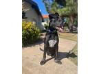 Brock 2, Labrador Retriever For Adoption In San Diego, California