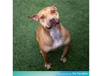 Kai, American Pit Bull Terrier For Adoption In Jacksonville, Florida