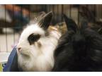 Lilly / Piper, Lionhead For Adoption In Brandon, Florida
