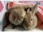 Penny And Copper, Mini Lop For Adoption In Waynesboro, Virginia