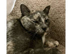 Taylor, Domestic Shorthair For Adoption In Boise, Idaho