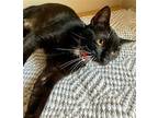 Tata, Domestic Shorthair For Adoption In Montgomery, Texas