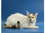 Princess Rocky, Domestic Shorthair For Adoption In Shawnee Mission, Kansas