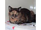 Mayble/mabel, Domestic Shorthair For Adoption In New Martinsville, West Virginia