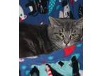 Minnie, Domestic Shorthair For Adoption In New Martinsville, West Virginia