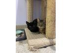 Bass (bonded With Gourami), Domestic Shorthair For Adoption In Belleville