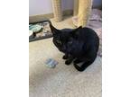 Gourami (bonded With Bass), Domestic Shorthair For Adoption In Belleville