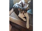 Harper, American Shorthair For Adoption In Cerritos, California