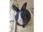 Adopt Chelsea a Bunny Rabbit