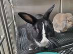 Adopt Chelsea a Bunny Rabbit