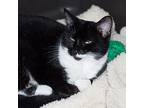 Ethel, Domestic Shorthair For Adoption In New Martinsville, West Virginia