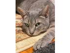 Mira, Domestic Shorthair For Adoption In Middle Village, New York