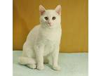 Coconut, Domestic Shorthair For Adoption In Shawnee Mission, Kansas