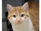 Ethel, Domestic Shorthair For Adoption In Wooster, Ohio
