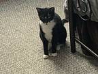 Homie "longest In Rescue", Domestic Shorthair For Adoption In Steinbach
