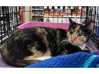 Sahara, Calico For Adoption In Cerritos, California