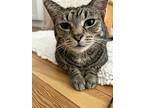 Spangle, Domestic Shorthair For Adoption In Middle Village, New York