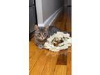 Bella 3, Domestic Shorthair For Adoption In Middle Village, New York