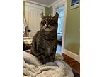 Tussie, Domestic Shorthair For Adoption In Middle Village, New York