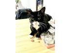 Bruce, Domestic Shorthair For Adoption In Middle Village, New York