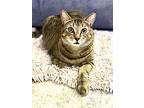 Puffin, Domestic Shorthair For Adoption In Middle Village, New York