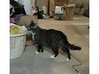 Stewy, Domestic Shorthair For Adoption In Worcester, Massachusetts