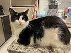 Sheila, Domestic Shorthair For Adoption In Middle Village, New York