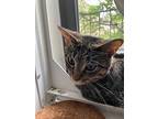 Calista 2, Domestic Shorthair For Adoption In Middle Village, New York
