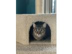 Abby Tabby, Domestic Shorthair For Adoption In Middle Village, New York