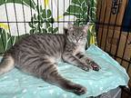 Kendria, Domestic Shorthair For Adoption In Middle Village, New York