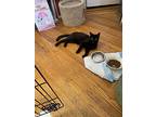 Shadow, Domestic Shorthair For Adoption In Middle Village, New York