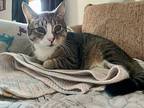 Stevie, Domestic Shorthair For Adoption In Middle Village, New York