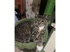 Scone, Domestic Shorthair For Adoption In Middle Village, New York