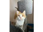 Ginger Spice, Domestic Shorthair For Adoption In Steinbach, Manitoba