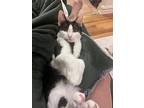 Batman 3, Domestic Shorthair For Adoption In Middle Village, New York