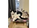 Trinket Bonded With Rice, Domestic Shorthair For Adoption In Middle Village