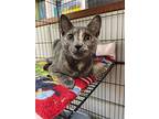 Mysteria, Domestic Shorthair For Adoption In Steinbach, Manitoba