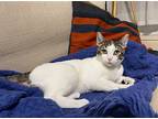 Tez, Domestic Shorthair For Adoption In Middle Village, New York