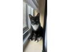 Jaime, Domestic Shorthair For Adoption In Middle Village, New York