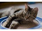 Rome, Domestic Shorthair For Adoption In Steinbach, Manitoba