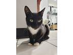 Pizza, Domestic Shorthair For Adoption In Middle Village, New York