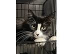 Stella 2, Domestic Shorthair For Adoption In Middle Village, New York