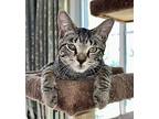 Rodger, Domestic Shorthair For Adoption In Middle Village, New York