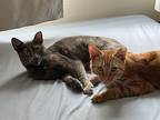 Jackie Bonded To Kennedy, Domestic Shorthair For Adoption In Middle Village