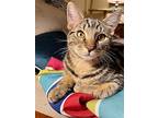 Bojack, Domestic Shorthair For Adoption In Middle Village, New York